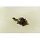 buy Handmade Brass Dhokra -Kachhua / Tortoise