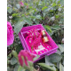 Pure organic fragrance of Kannauj Rose - Fragrant oil