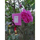 Pure organic fragrance of Kannauj Rose - Fragrant oil