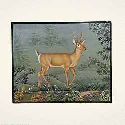 Miniature Painting | Hiran / Deer