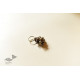 shop Handmade Vintage Jewelry - Gungroo Ring