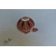 Terracotta Handmade table top turtle