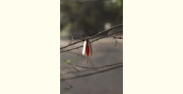 Hover ✶ Brooch Pin ✶ Icefly Lapel Red