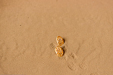 Ottone ✡ Earring ✡ Fossil Stud - 1 ✡ 18