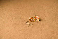 Ottone ✡ Earring ✡ Fossil Stud - 4 ✡ 21