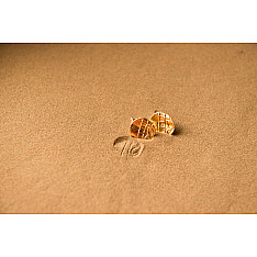 Ottone ✡ Earring ✡ Fossil Stud - 4 ✡ 21