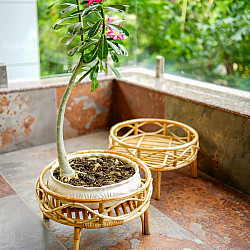 Home Decor Furniture | Rattan Bonsai Planter Stand