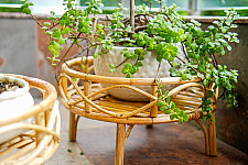 Home Decor Furniture | Rattan Bonsai Planter Stand