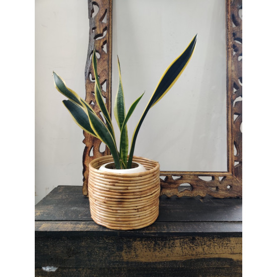 shop Cane Wood - Designer Handmade Coiled Planter