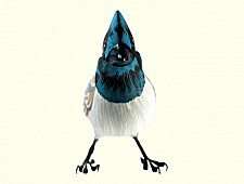 Some chirrups from wilderness ~ Bulbul