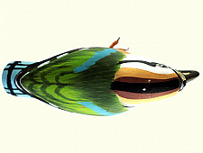 Some chirrups from wilderness ~ Indian Pitta