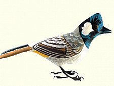 Some chirrups from wilderness ~ Bulbul