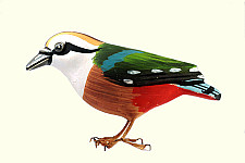 Some chirrups from wilderness ~ Indian Pitta