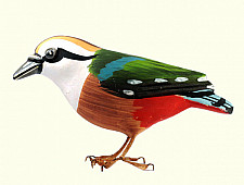 Some chirrups from wilderness ~ Indian Pitta