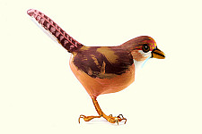 Some chirrups from wilderness ~ Robin