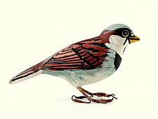 Some chirrups from wilderness ~ Sparrow