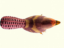 Some chirrups from wilderness ~ Robin