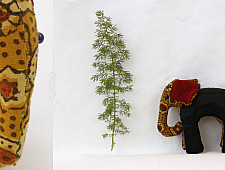 GO PO - The Elephant ✽ 17