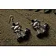 धरा ✽ Antique Finish White Metal ✽ Earring { 4 }