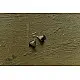 shop Small Jhumka Earring ( Two Color Options )