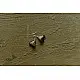 shop Small Jhumka Earring ( Two Color Options )