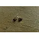 shop Small Jhumka Earring ( Two Color Options )