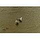 shop Small Jhumka Earring ( Two Color Options )