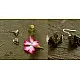 shop Small Jhumka Earring ( Two Color Options )
