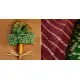 मकई ❀ Bandhani & Leheriya ❀ Cotton Sarees ~ 10