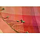 Sarojini ❂ Organic Cotton Saree ❂ F