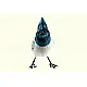 Some chirrups from wilderness ~ Bulbul