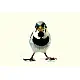 Some chirrups from wilderness ~ Sparrow