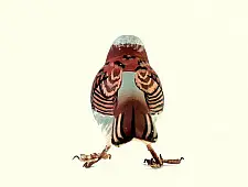 Some chirrups from wilderness ~ Sparrow