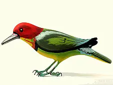 Some chirrups from wilderness ~ Bee-eater