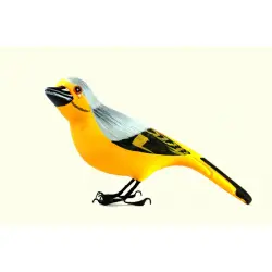 Some chirrups from wilderness ~ Scarlet minivet