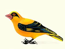 Some chirrups from wilderness ~ Songbird