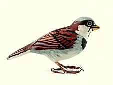 Some chirrups from wilderness ~ Sparrow