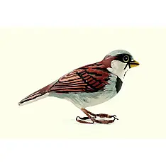 Some chirrups from wilderness ~ Sparrow