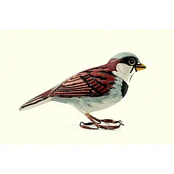 Some chirrups from wilderness ~ Sparrow