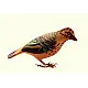 Some chirrups from wilderness ~ Tree pipit