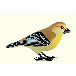 Some chirrups from wilderness ~ Weaver bird