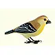 Some chirrups from wilderness ~ Weaver bird