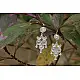 Shashi ✺ Filigree Earrings ✺ 6