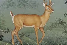 Miniature Painting | Hiran / Deer