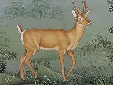 Miniature Painting | Hiran / Deer