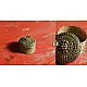 Bell Metal ~ Handcrafted Brass Round Dibbi