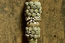 Khajuri . खजुरी  ▣ Date Leaves Broom ▣ Wall Hanging ▣ 5