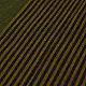 shop Handloom Begampuri Cotton Saree With Woven Border - Mehndi Green