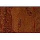 shop Dorukha Jamawar Pashmina Antique Shawl