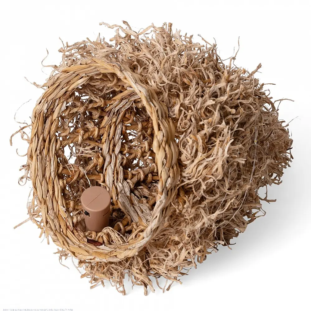 shop Banana Rope Pine Frill Tree